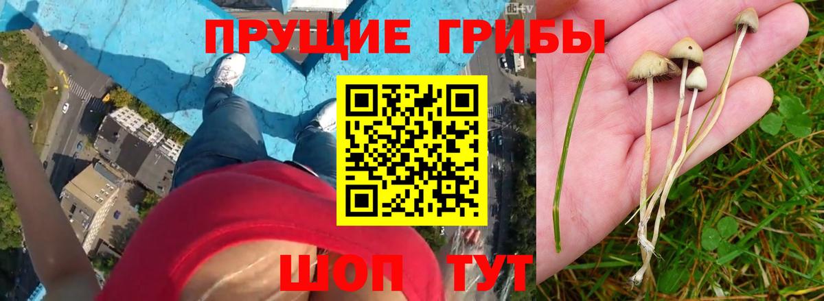 Псилоцибиновые грибы мухоморы Чистополь